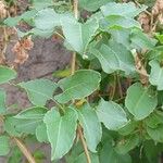 Fallopia baldschuanica 葉