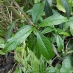 Cordia americana Leaf