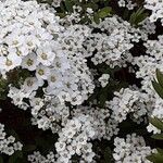 Spiraea × vanhouttei Õis