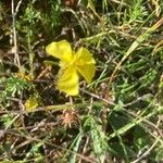 Fumana procumbens ফুল