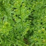 Genista tinctoria List