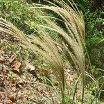 Miscanthus sinensis Fruit