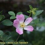 Rosa mollis Flor