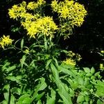 Senecio ovatus عادت داشتن