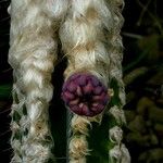 Pilosocereus leucocephalus Flower