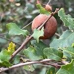 Quercus berberidifolia Плод