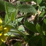 Trifolium boissieri 葉