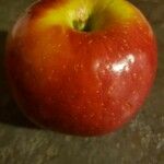 Malus domestica ᱡᱚ