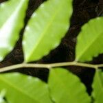 Aspidosperma rigidum ഇല