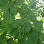 Tilia tomentosa Leaf