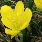 Sternbergia lutea (L.) Ker Gawl. ex Spreng.Flower