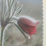 Anemone montana പുഷ്പം