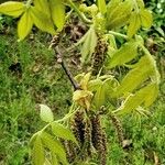 Carya tomentosa Leaf