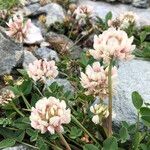 Trifolium thalii ফুল