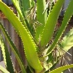 Aloe arborescensЛист