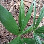 Ellisiophyllum pinnatum Leaf