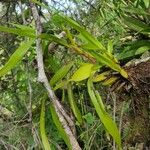 Epidendrum rigidum List