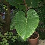 Colocasia esculentaLeht