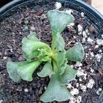 Adromischus cristatus برگ