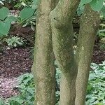 Cornus alternifolia Lubje