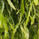 Rhipsalis occidentalis Frunză