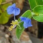 Commelina latifolia Flor
