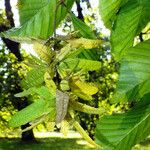 Carpinus betulus Fruit