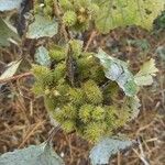 Xanthium orientale Frucht