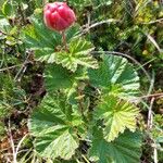 Rubus chamaemorus Плід