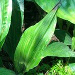 Calanthe triplicata Leaf