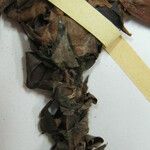 Ficus panurensis Beste bat