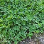 Trifolium repens Deilen
