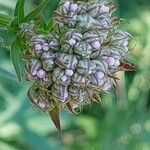 Valeriana officinalis Fleur