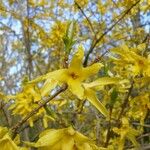 Forsythia × intermedia Blüte