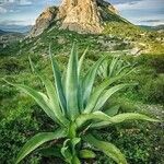 Agave salmiana Liść