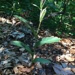 Epipactis leptochila Habit