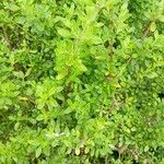 Lippia micromera Лист