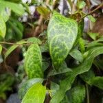 Aeschynanthus longicaulis Leaf