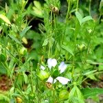 Linum usitatissimum Habit