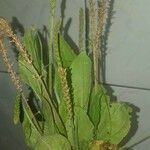 Plantago australis Deilen