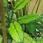 Dieffenbachia seguineЛист