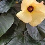 Hibiscus tiliaceus Blüte