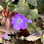 Geranium sylvaticum Fleur