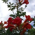 Campsis grandiflora Flower