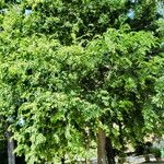 Celtis iguanaea 整株植物