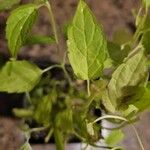 Scutellaria lateriflora Leaf