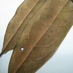 Licaria chrysophylla Nyingine