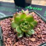 Echeveria agavoides Feuille