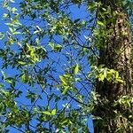 Salix pentandra ഇല
