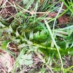 Elodea densa 整株植物